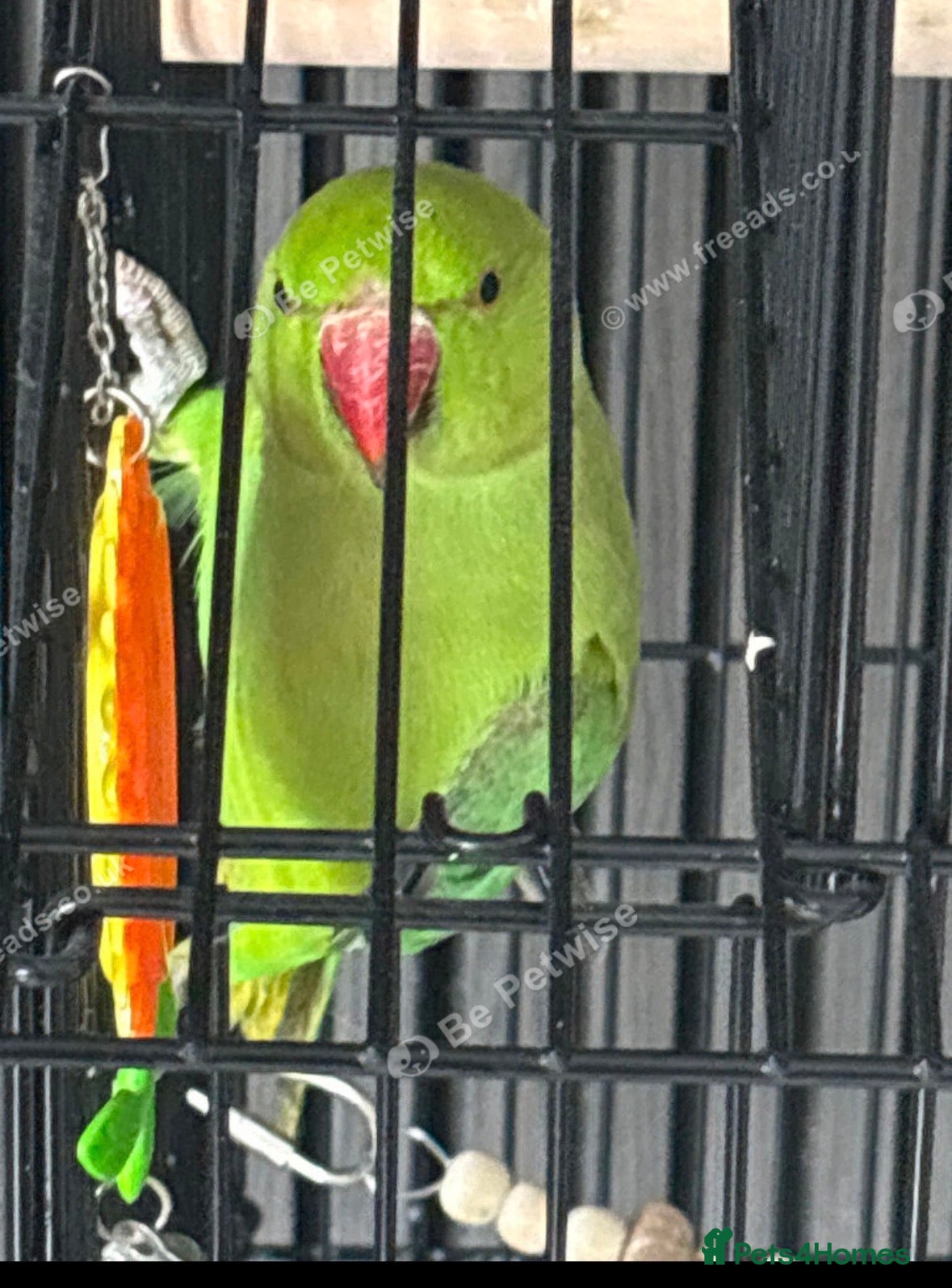 Parakeets birds Indian ringneck parakeet - Advert 13