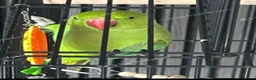 Parakeets birds for sale: Indian ringneck parakeet in Leigh - Advert 1