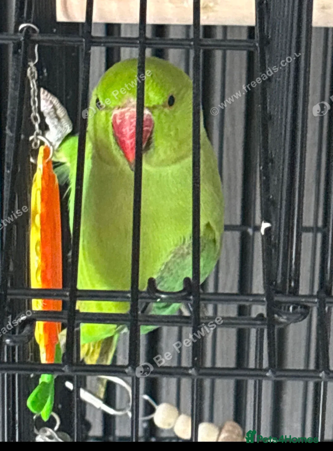 Parakeets birds for sale: Indian ringneck parakeet in Leigh - Advert 1