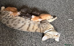 Mixed Breed cats for sale: Chunky lively cuddly kittens - Image 4