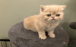 Exotic cats for sale: Beautiful Exotic kittens  - Image 1