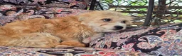 Mixed Breed dogs for adoption: Beautiful little Pearl needs a forever home - Advert 2