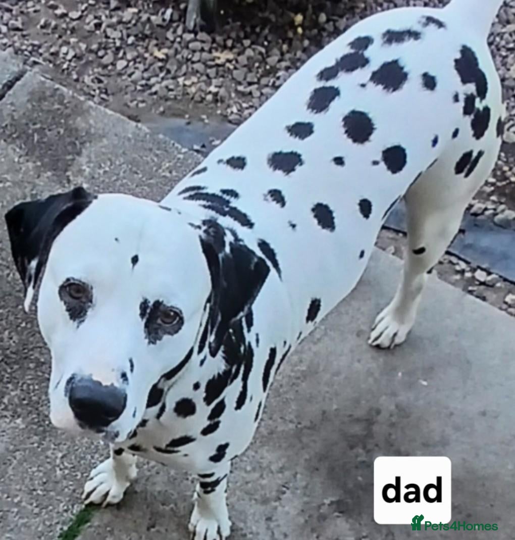 Dalmatian dogs 10 + dalmatian puppies, due beginning of october,  - Advert 1
