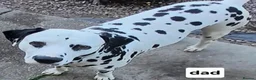 Dalmatian dogs for sale: 10 + dalmatian puppies, due beginning of october,  - Advert 2