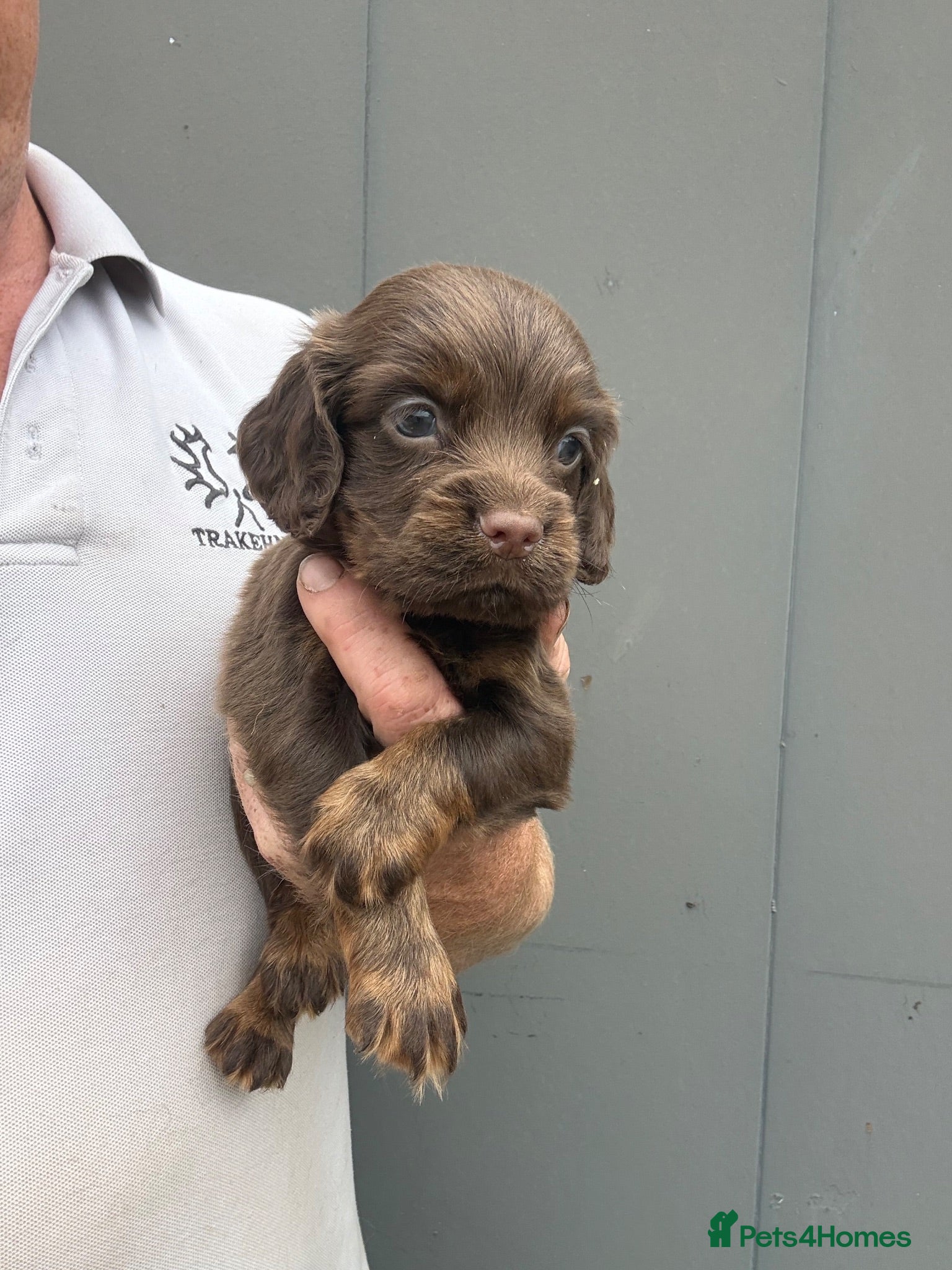 Cocker Spaniel dogs Chocolate Cocker Spaniel Pups - Advert 1