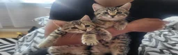 Mixed Breed cats for sale: Two gorgeous female kittens - Advert 10