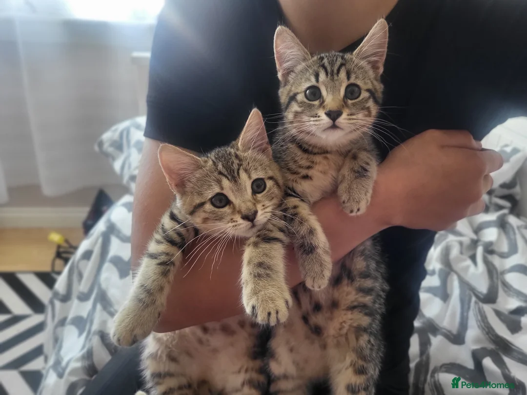 Mixed Breed cats for sale: Two gorgeous female kittens - Advert 10