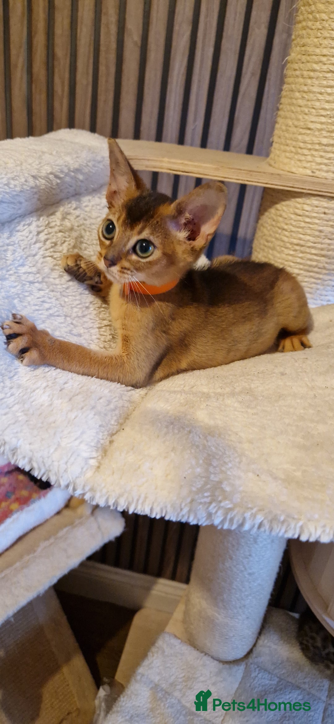 Abyssinian cats for sale: Pure Abyssian kittens ❤️ - Advert 35