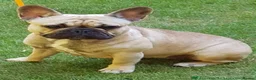 French Bulldog dogs for sale:  Female French Bulldog Pups. Int Champion Sire - Advert 4