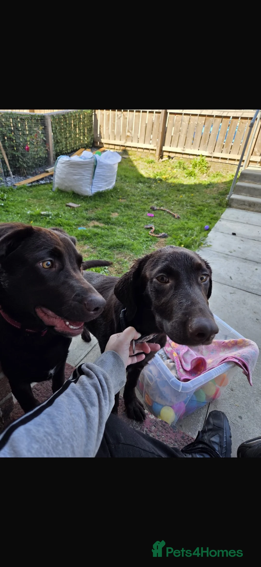 Labrador Retriever dogs for sale: Beautiful 6 month old chocolate Labrador  - Advert 2