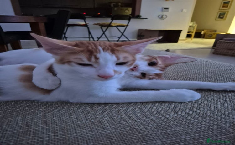 Mixed Breed cats BOB THAT PLAYS FETCH THE BALL &HARLEY   - Advert 3