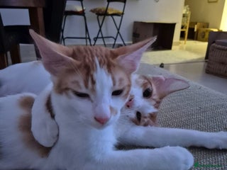 Mixed Breed cats BOB THAT PLAYS FETCH THE BALL &HARLEY - Advert 3