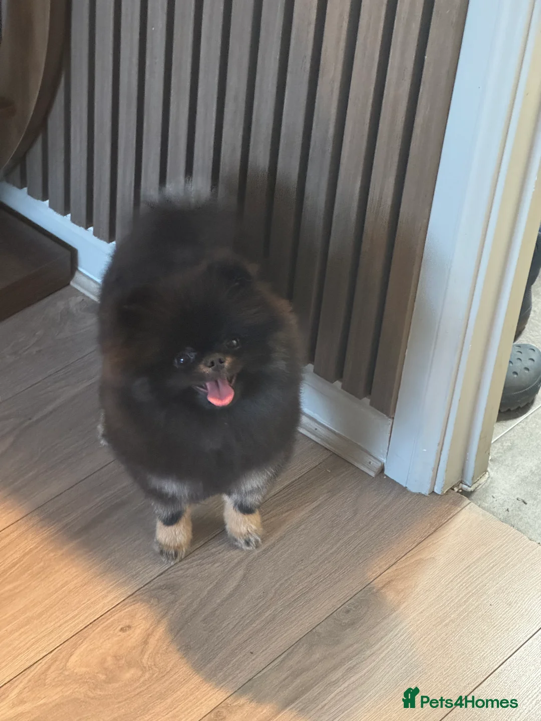 Pomeranian dogs for sale: Black and Tan kc reg female, ( very small )  - Advert 5