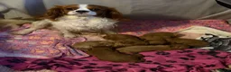 Cavapoo dogs for sale: Excessively dna health tested Cavapoo pups - Advert 28