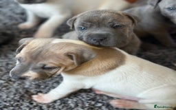 Mixed Breed dogs for sale: Ready to leave!! Staffy X Shar Pei puppies puppy - Image 27