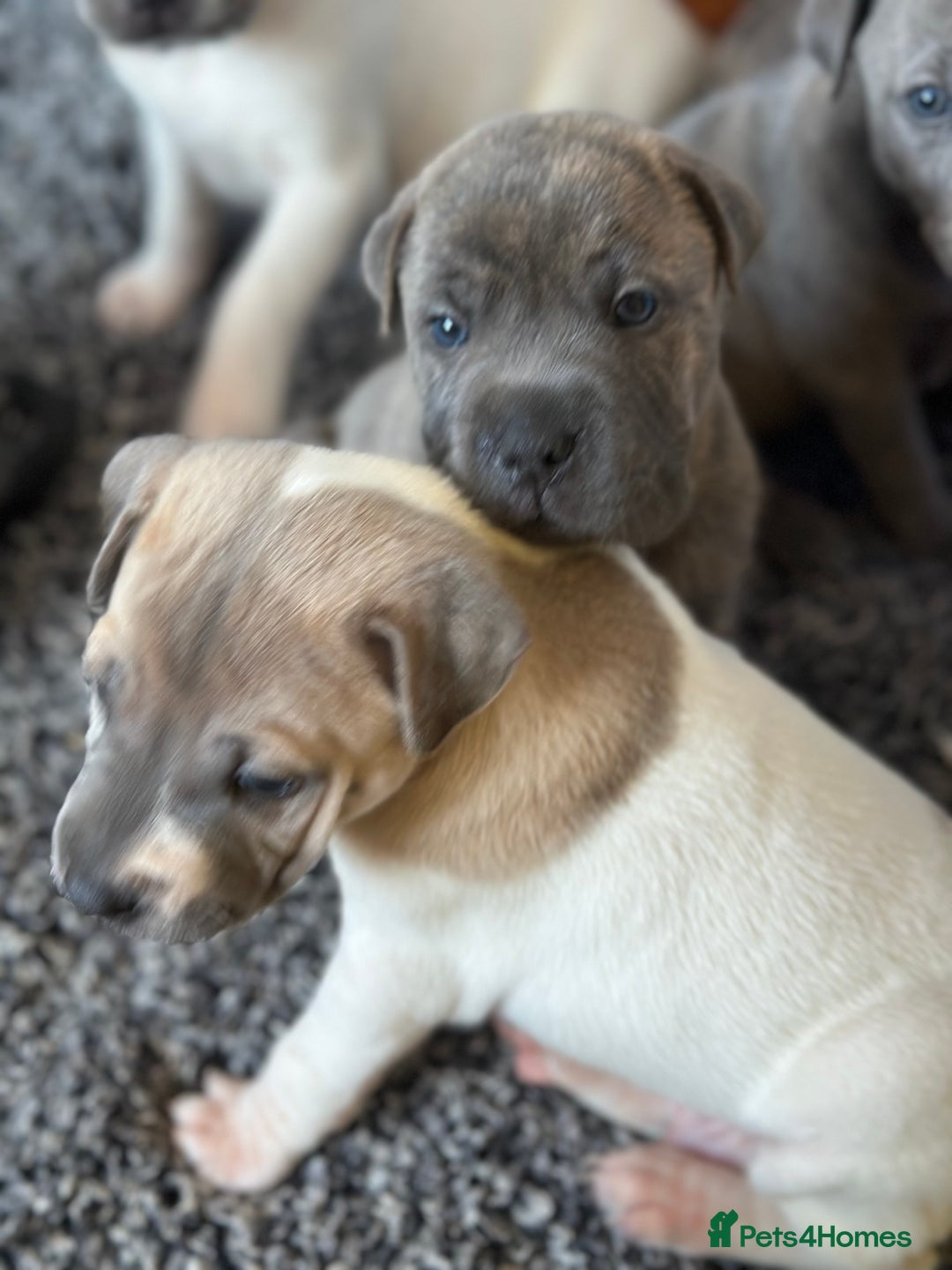Mixed Breed dogs for sale: Ready to leave!! Staffy X Shar Pei puppies puppy - Image 27
