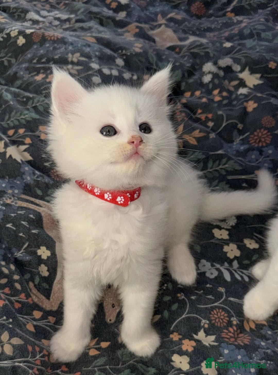 Mixed Breed cats for sale: Stunning Ragdoll x Maine Coon Kittens - Advert 33