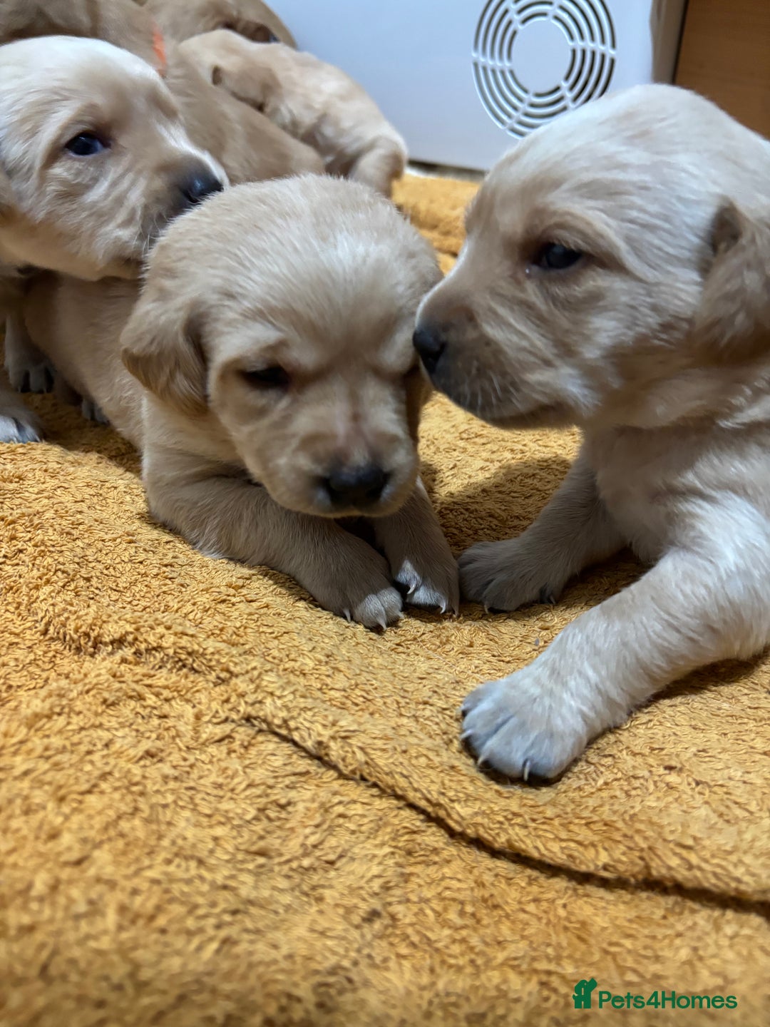 Labrador Retriever dogs for sale: HOME REARED KENNELCLUB REGISTERED LABRADOR PUPPIES - Advert 9