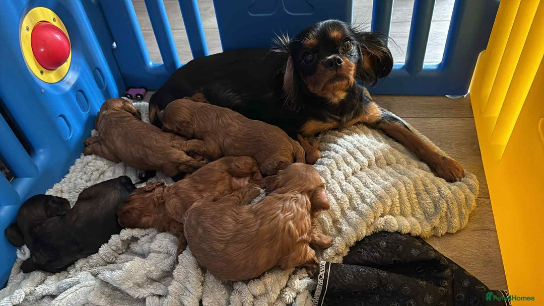 Cavapoo dogs for sale: Beautiful litter of 5(BOYS)🌟 - Image 4