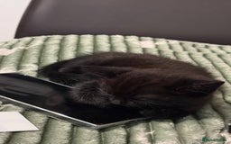 Mixed Breed cats for sale: Cat for sale  - Image 5