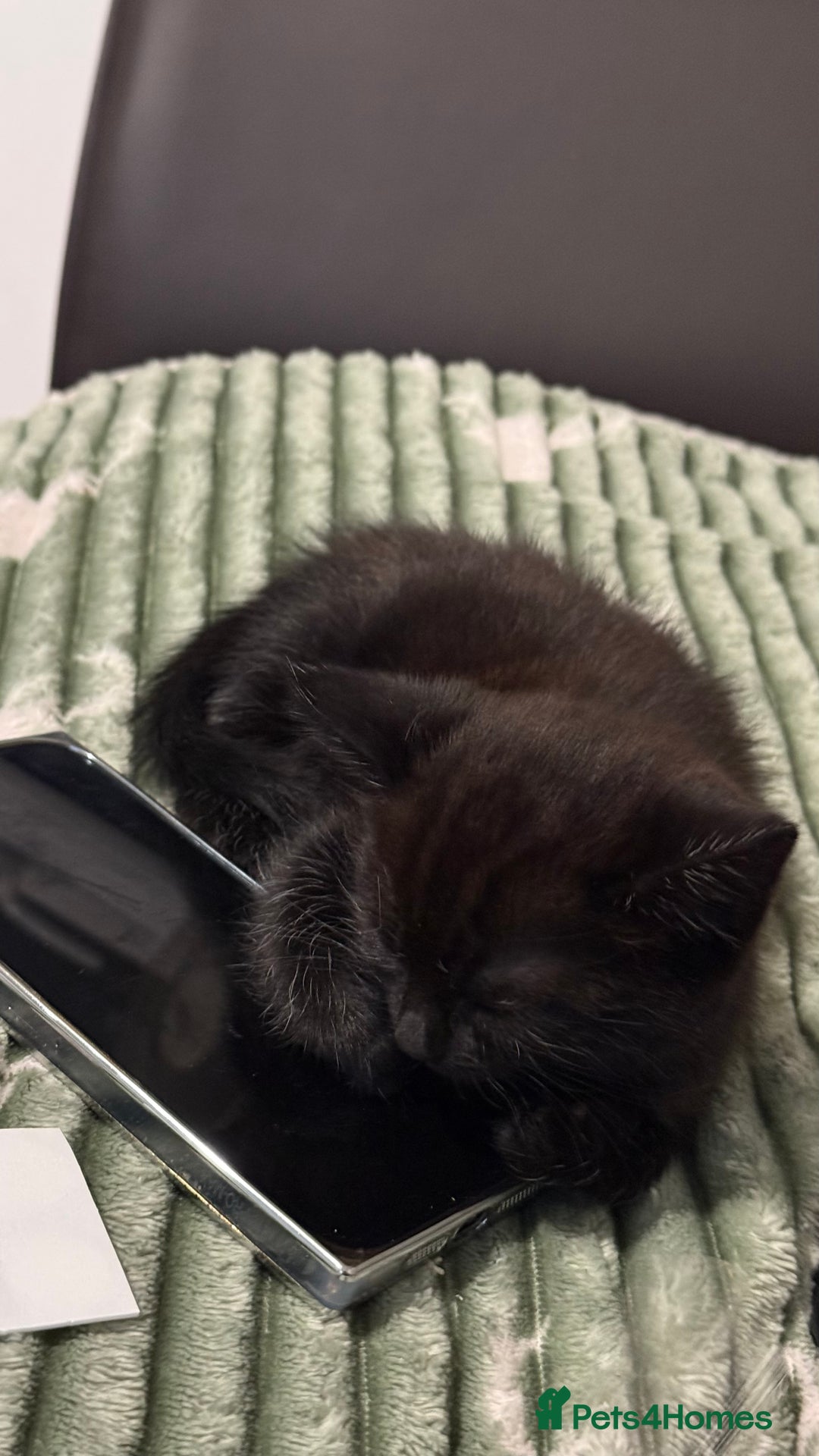 Mixed Breed cats for sale: Cat for sale  - Image 5