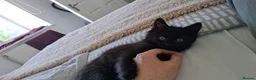 Maine Coon cats for sale: 5 month old female maine coon  - Advert 6