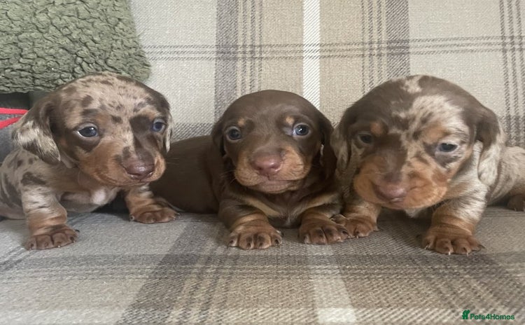 Miniature Dachshund dogs - Advert 3