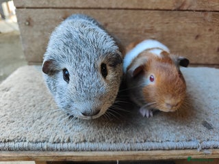 Guinea Pig rodents for sale: Male guinea pigs ready now - Advert 1