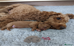 Cavapoo dogs for sale: Waiting List now open - DARK RED PREMIUM QUALITY - Image 31