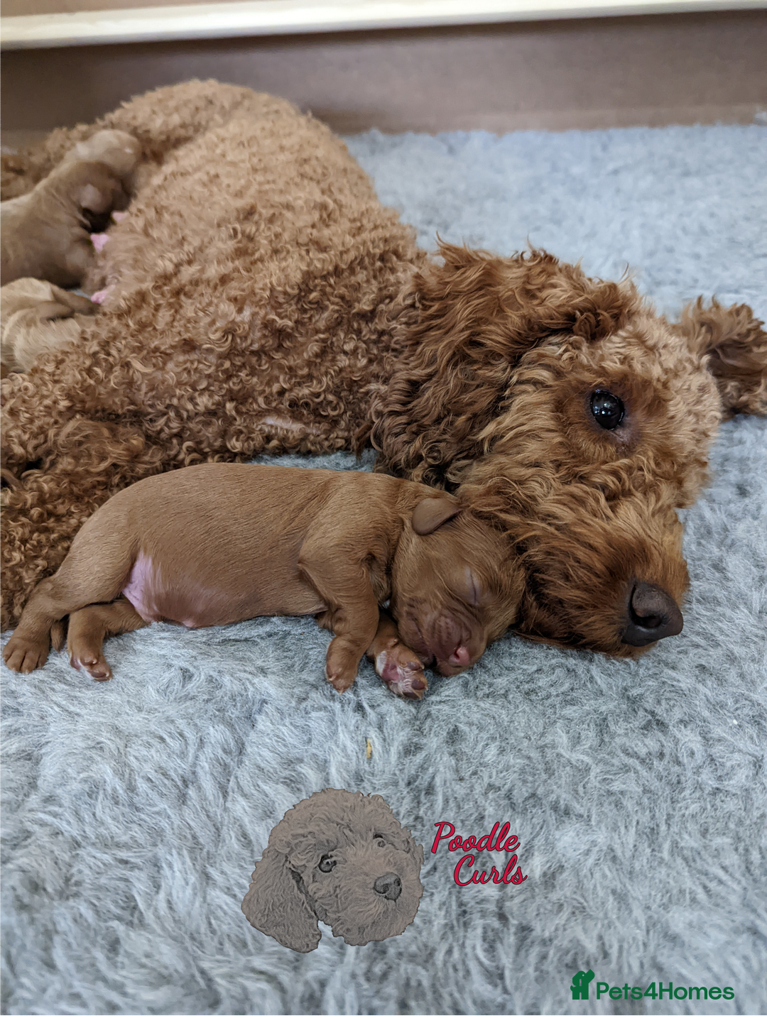 Cavapoo dogs for sale: Waiting List now open - DARK RED PREMIUM QUALITY - Image 31