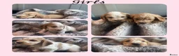Cocker Spaniel dogs for sale: Show type KC reg puppies for sale.  - Advert 4