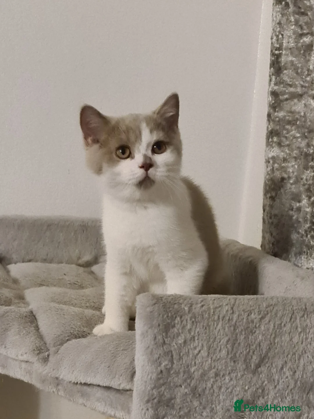 British Shorthair cats for sale: Ready Now 💙British ShortHair kitten GCCF  - Advert 3