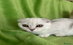 Scottish Fold cats for sale: Beautiful Scottish fold baby’s  in Reading - Image 5