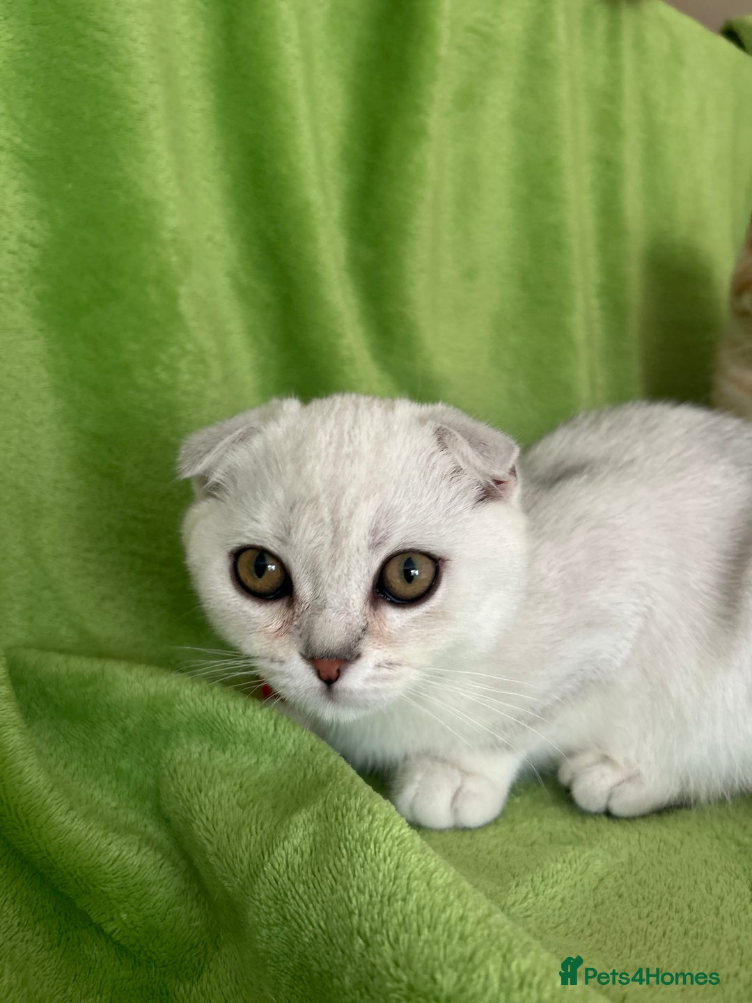 Scottish Fold cats for sale: Beautiful Scottish fold baby’s  in Reading - Image 5