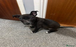 Mixed Breed dogs for sale: Staffy x lurcher pups - Image 3