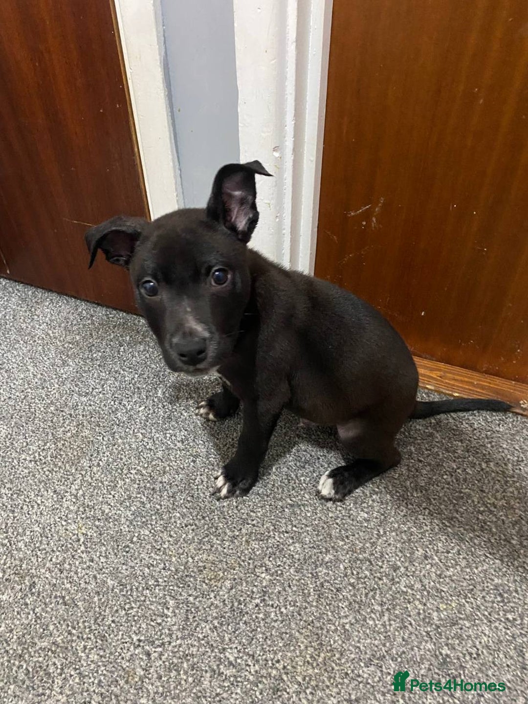 Mixed Breed dogs for sale: Staffy x lurcher pups - Image 3