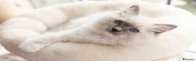 Ragdoll 2