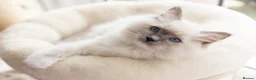 Ragdoll cats for sale: Seal Lynx Bicolour Ragdoll female ready now 💕 - Advert 18