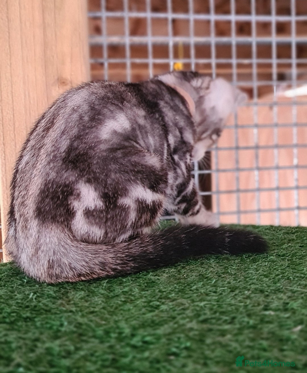 Bengal cats for sale: Female and male Bengal kittens - Advert 14