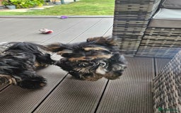 Yorkshire Terrier dogs for sale: Yorkshire Terrier  - Image 6