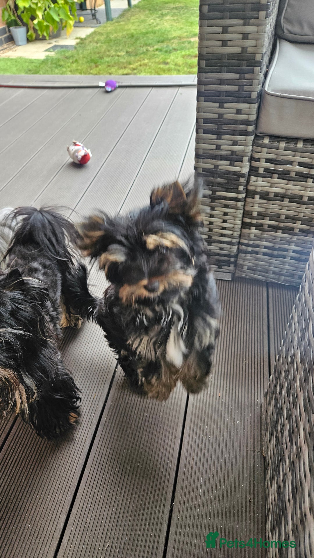Yorkshire Terrier dogs for sale: Yorkshire Terrier  - Image 6