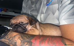 Pug dogs for sale: PUG PUPPYS READY TO GO !!!! - Advert 26