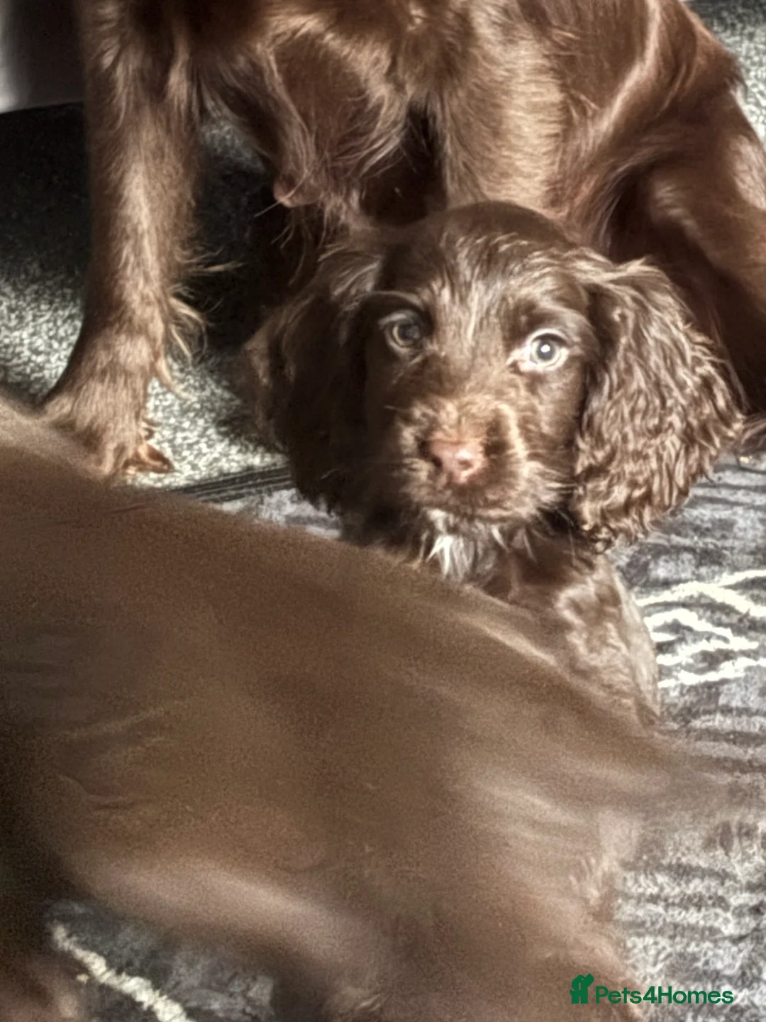 Cocker Spaniel dogs for sale: 3 beautiful cocker spaniel puppy’s  - Advert 9