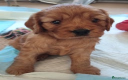 Cavapoo dogs for sale: F1B Cavapoo Red Puppies Males/Females - Image 11