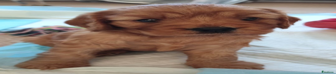 Cavapoo Puppy 4