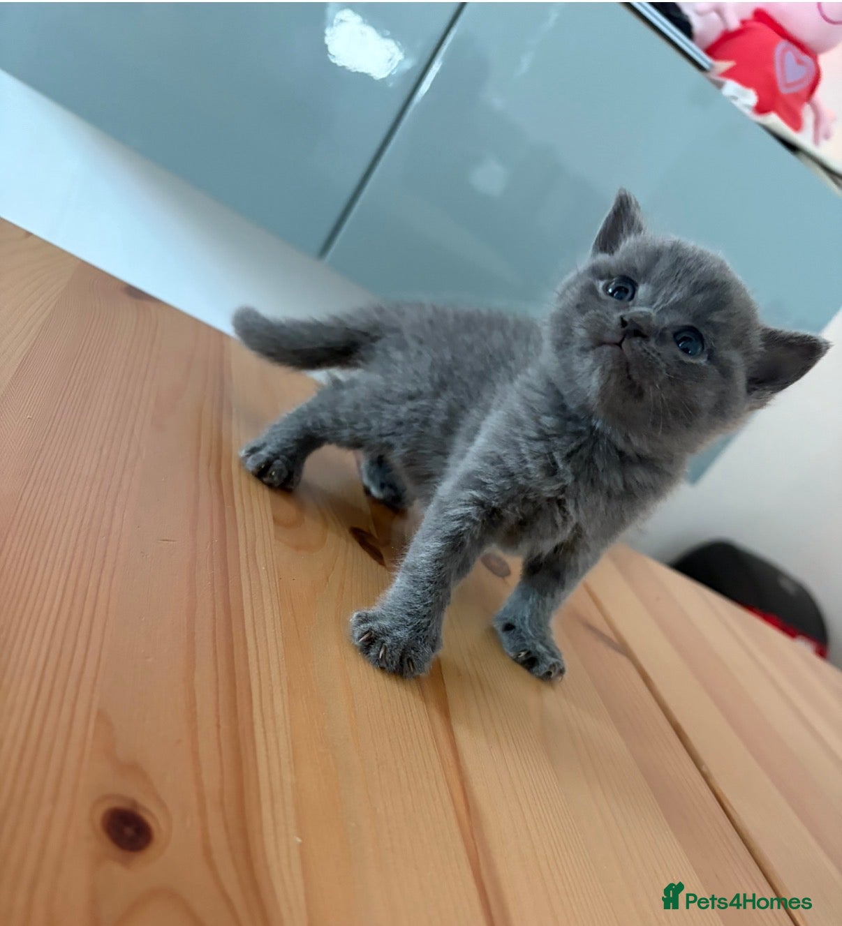 British Shorthair cats British Shorthair Kittens  - Advert 2