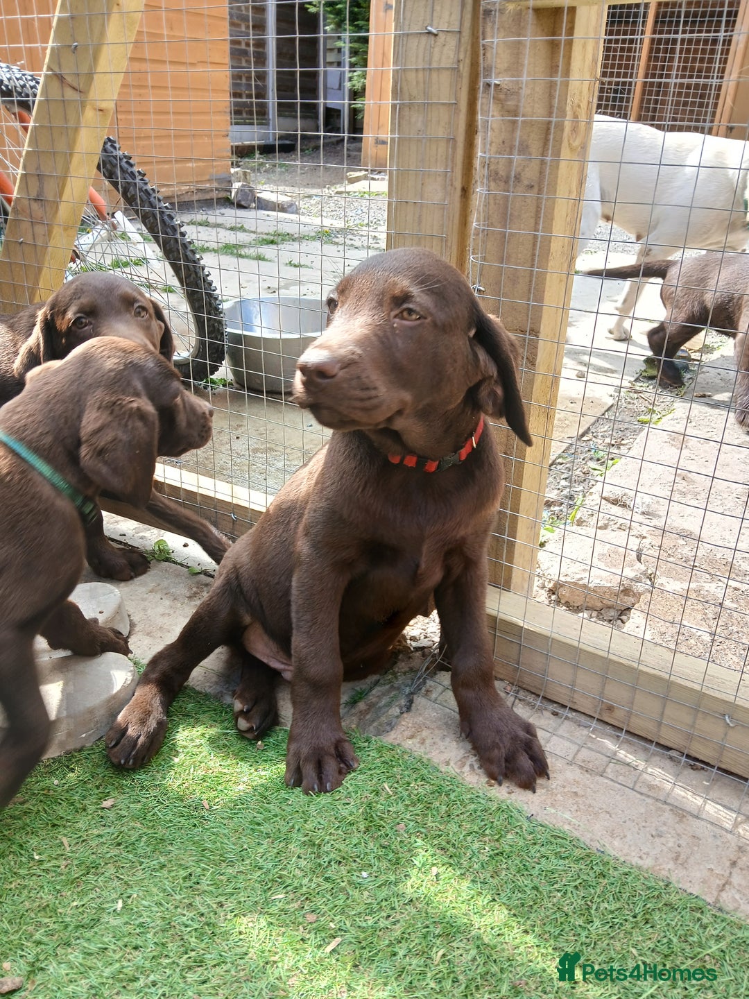 Labrador Retriever dogs for sale: **READY NOW**CHOCOLATE LAB PUPS - Image 12