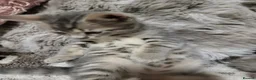 Bengal cats for sale: Bengal kittens - Advert 17