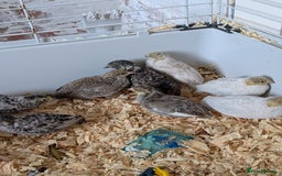 Quail poultry for sale: Button quail - Image 8