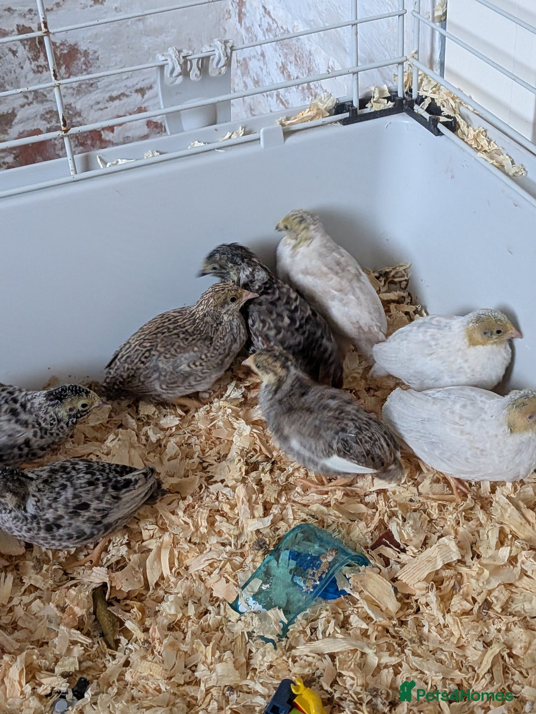Quail poultry for sale: Button quail - Image 8